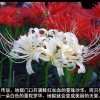 彼岸花开：情不为因果，缘注定生死