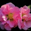 贞纯之美，芙蓉花