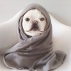 你好，狗狗