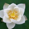 念恋白莲花