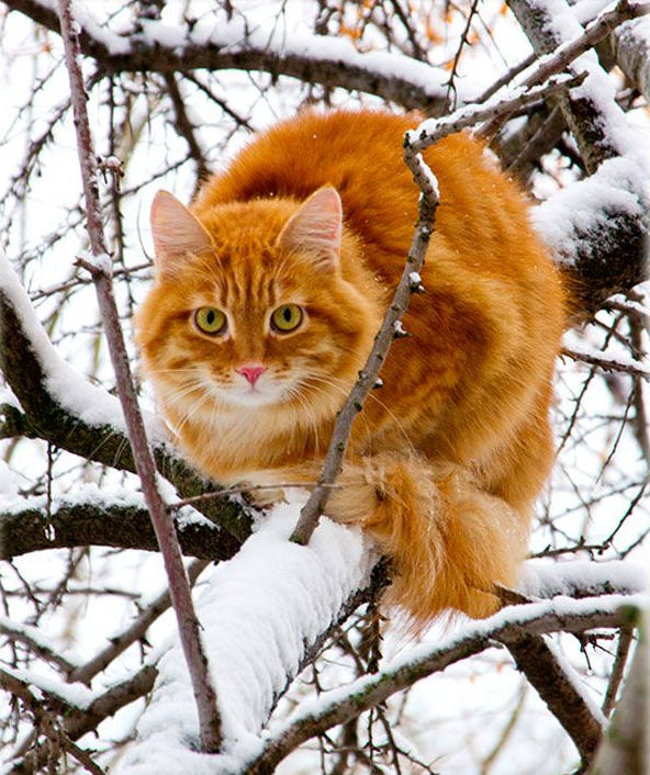 树上猫猫