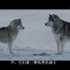 世界充满竞争，狼性合作