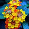 一花一美