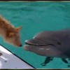 海豚与狗狗的精彩一幕