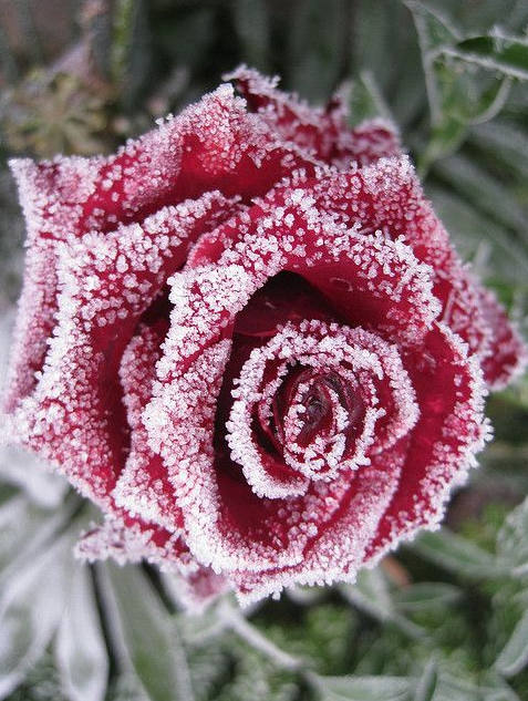 雪玫瑰