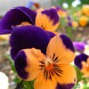 三色堇花花