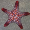 各样海星