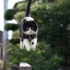 猫猫飞跃