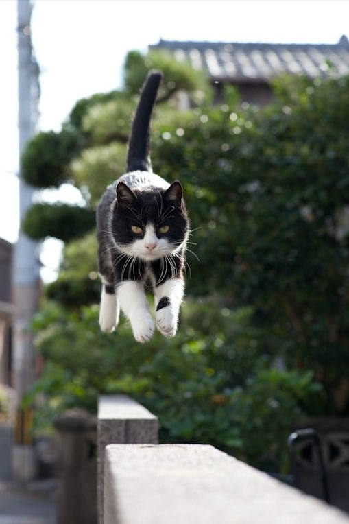 猫猫飞跃