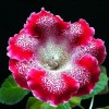 大岩桐花