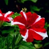 矮牵牛花美