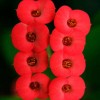 虎刺梅/铁海棠花