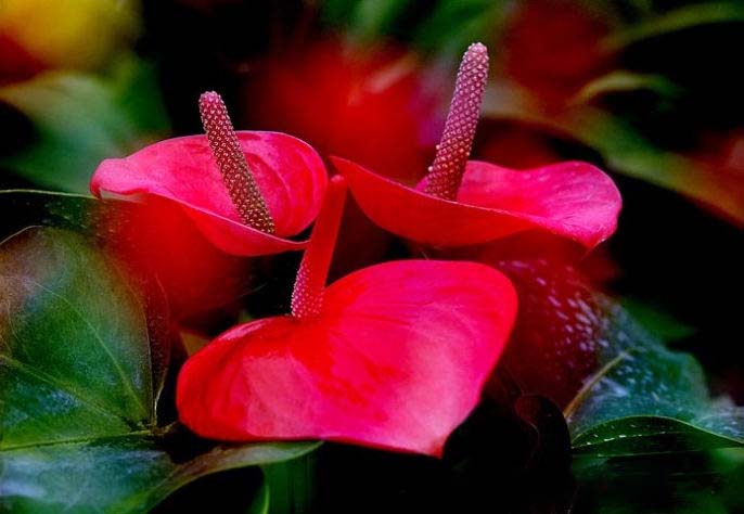 火鹤，红掌花
