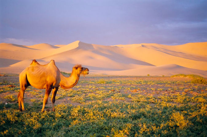 沙之漠