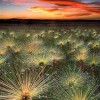 花边景彩