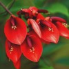 花资样