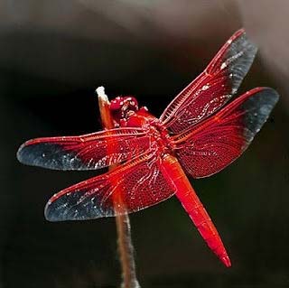 美丽蜻蜓