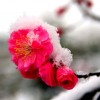 雪梅花