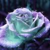 真好看，花朵动态开放