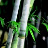 竹的寓意