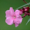 夹竹桃花