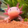 六角蝾螈
