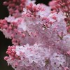 香美 丁香花