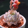 石花莲，多肉植物
