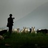《孤独的牧羊人》排箫视听