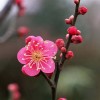 梅花花