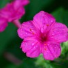 胭脂花（紫茉莉）