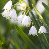 雪花莲