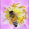 蜜蜂照