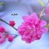 桃花朵朵