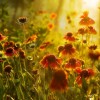 《清晨的芬芳》唯美视听