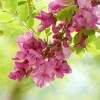 槐树花