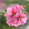 蜀葵花