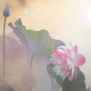 菜根谭：逍遥自在
