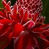 火炬姜花