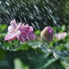 《夏雨风荷》景曲视听