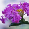 紫薇花
