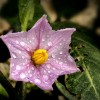 平淡 茄子花